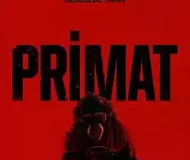 Primate